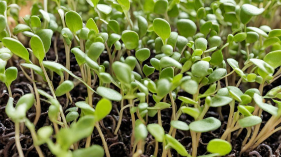 MICRO GREENS By Sims Organic